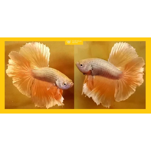 HALFMOON GOLDEN COPPER!! #1 (Shipping Cost Included in Price)