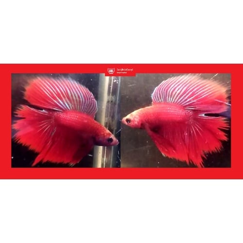 HALFMOON DOUBLETAIL RED FANCY!! #1 (Shipping Cost Included in Price)