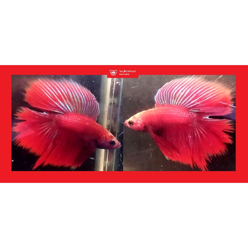 HALFMOON DOUBLETAIL RED FANCY!! #1 (Shipping Cost Included in Price)