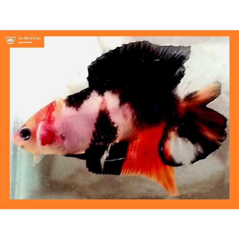Doubletail Galaxy Koi!! #1 (Shipping Cost Included on Price)