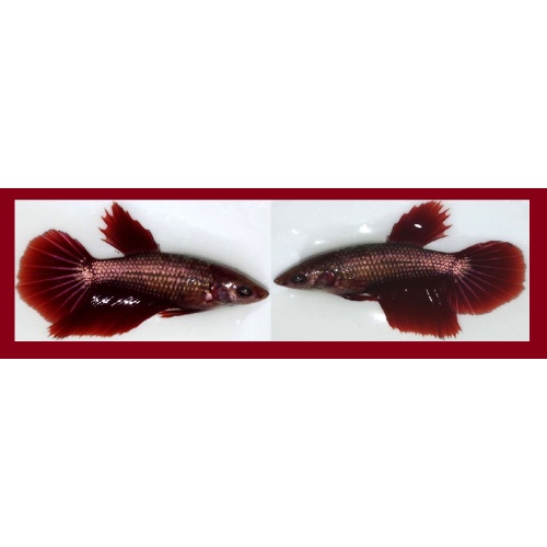 FEMALE HALFMOON RED COPPER!! #1 (Shipping Cost Included in Price)