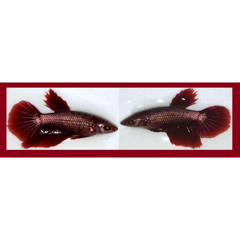 FEMALE HALFMOON RED COPPER!! #1 (Shipping Cost Included in Price)