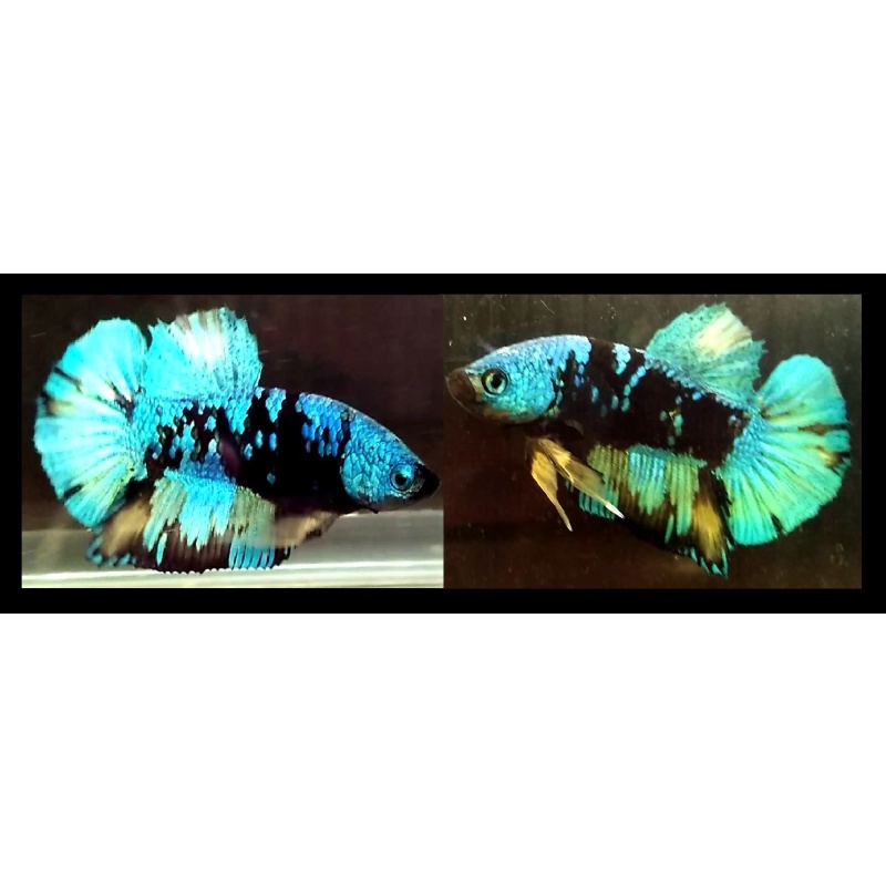 AVATAR SERIES!! #1 (Shipping Cost Included in Price)