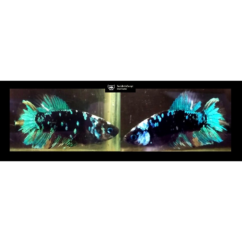 SEXY GREEN AVATAR!! #1 (Shipping Cost Included in Price)