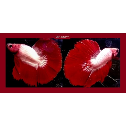 HALFMOON RED FCCP!! #1 (Shipping Cost Included in Price)