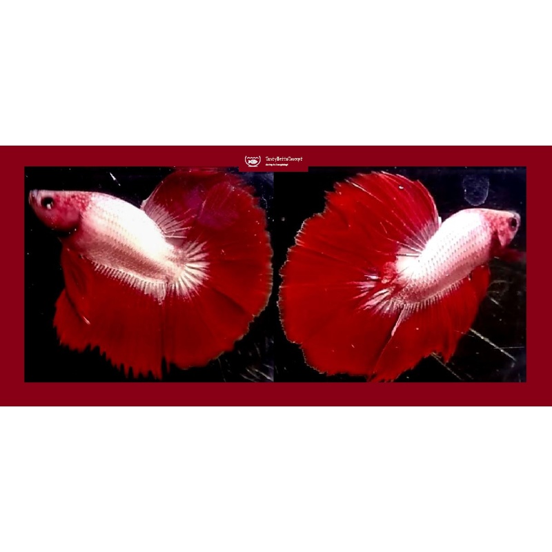 HALFMOON RED FCCP!! #1 (Shipping Cost Included in Price)