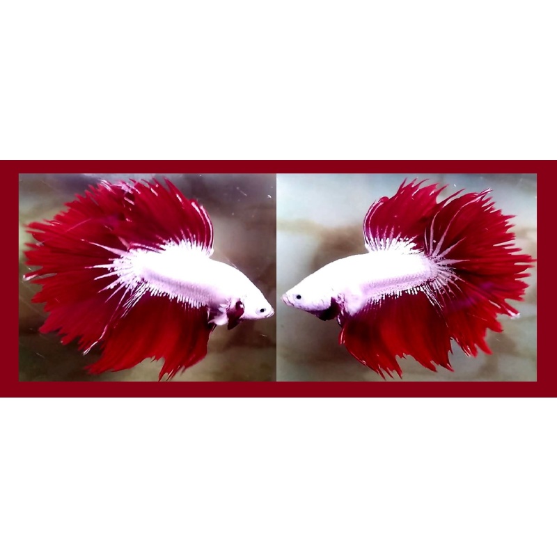 HALFMOON JAGGED TAIL RED DRAGON SNOW!! #1 (Shipping Cost Included in Price)