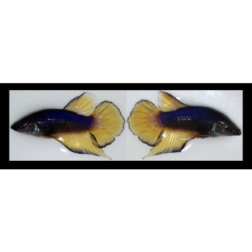 FEMALE HALFMOON MUSTARDGAS!! #1 (Shipping Cost Included in Price)