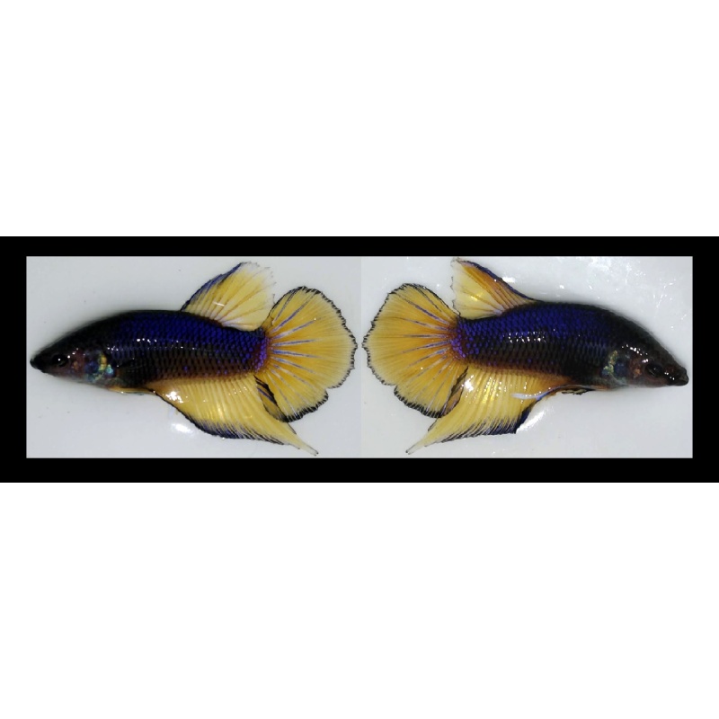 FEMALE HALFMOON MUSTARDGAS!! #1 (Shipping Cost Included in Price)