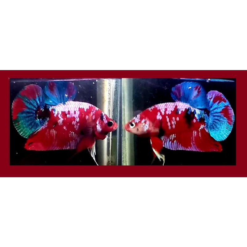 Nemo / Red Fancy Galaxy!! #1 (Shipping Cost Included in Price)