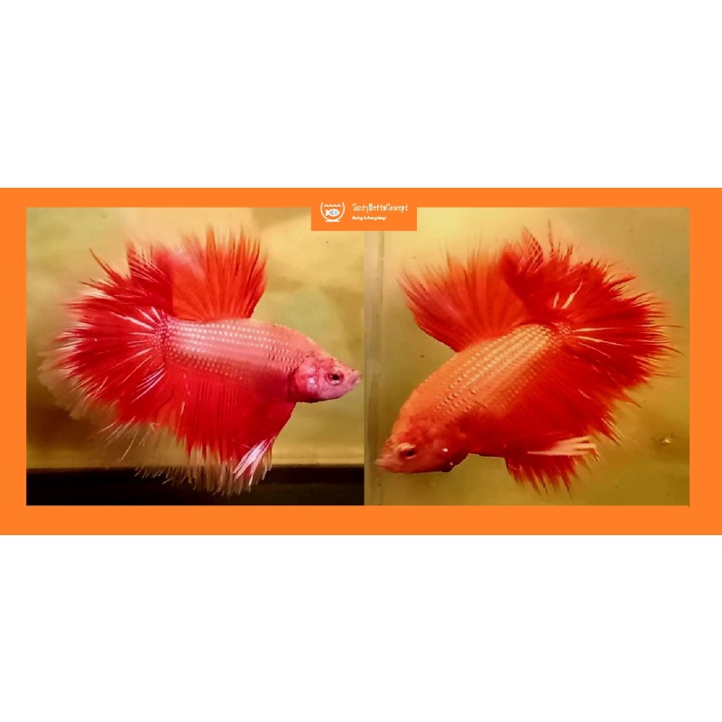 HALFMOON SOLID / FANCY ORANGE!! #1 (Shipping Cost Included in Price)
