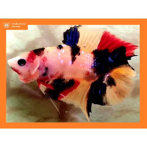 Doubletail Galaxy Koi!! #1 (Shipping Cost Included on Price)