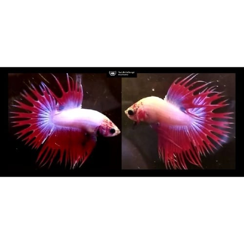 RED MASCOT CROWNTAIL!! #1 (Shipping Cost Included in Price)