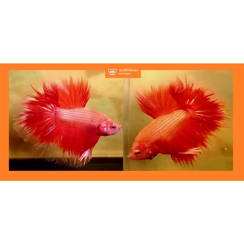 HALFMOON SOLID / FANCY ORANGE!! #1 (Shipping Cost Included in Price)