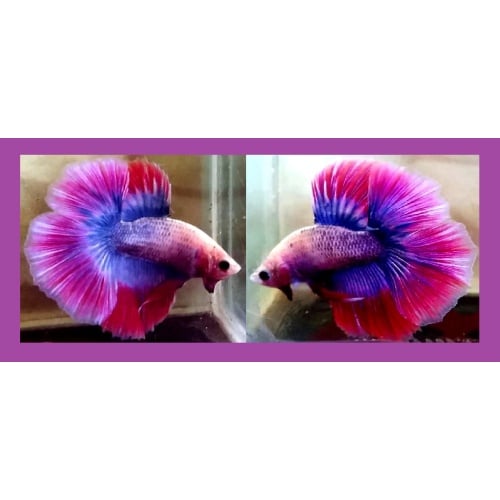 HALFMOON DOUBLETAIL PINK PURPLE GRIZZLE!! #1 (Shipping Cost Included in Price)