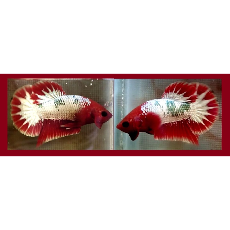 RED FCCP FANCY COPPER STARTAIL!! #2 (Shipping Cost Included in Price)