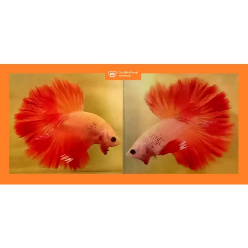 HALFMOON SOLID / FANCY ORANGE!! #1 (Shipping Cost Included in Price)