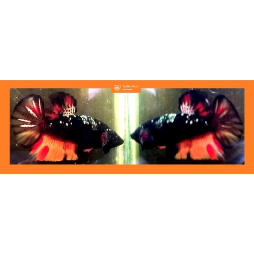 BONFIRE AVATAR!! #1 (Shipping Cost Included in Price)