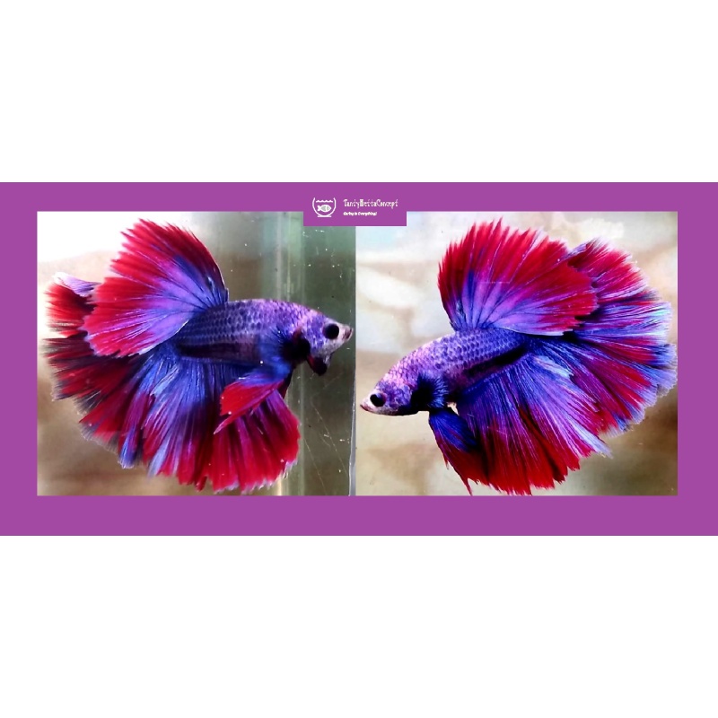 HALFMOON PURPLE BLUE FANCY!! #1 (Shipping Cost Included in Price)