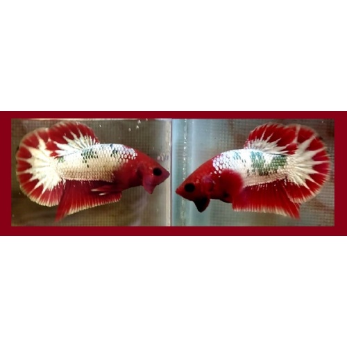 RED FCCP FANCY COPPER STARTAIL!! #2 (Shipping Cost Included in Price)