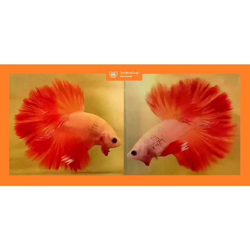 HALFMOON SOLID / FANCY ORANGE!! #1 (Shipping Cost Included in Price)