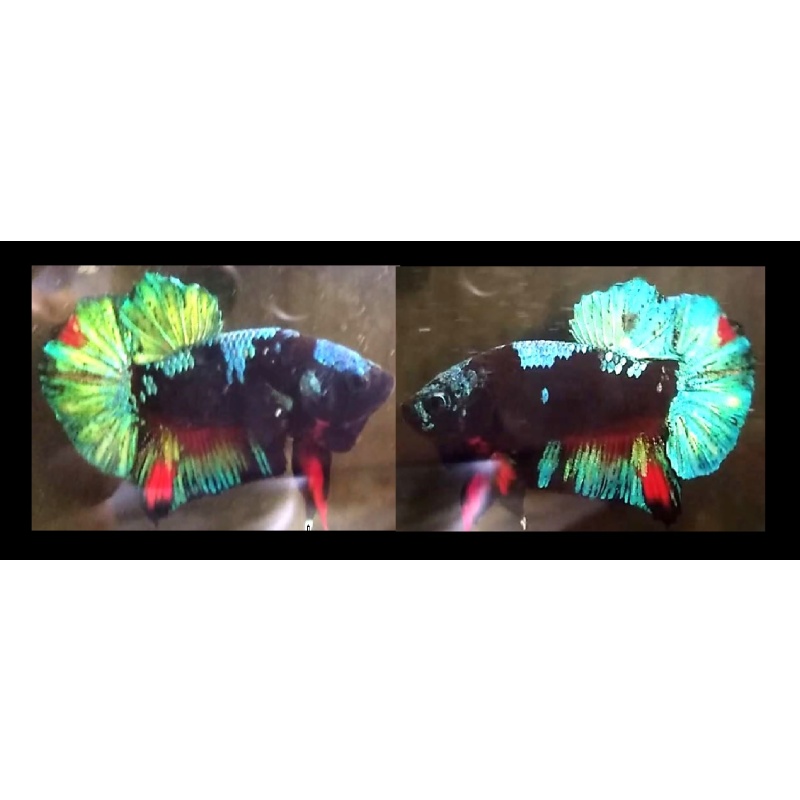 BLACK AVATAR/GORDON SERIES!! #1 (Shipping Cost Included in Price)