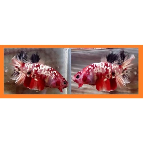 GALAXY KOI COPPER!! #1 (Shipping Cost Included in Price)