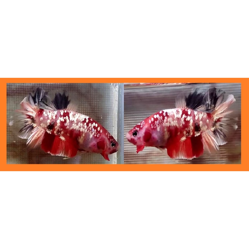 GALAXY KOI COPPER!! #1 (Shipping Cost Included in Price)