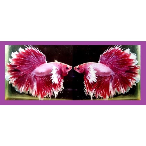HALFMOON BIG EAR MASCOT!! #1 (Shipping Cost Included in Price)