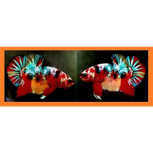 Nemo / Red Fancy Galaxy!! #1 (Shipping Cost Included in Price)