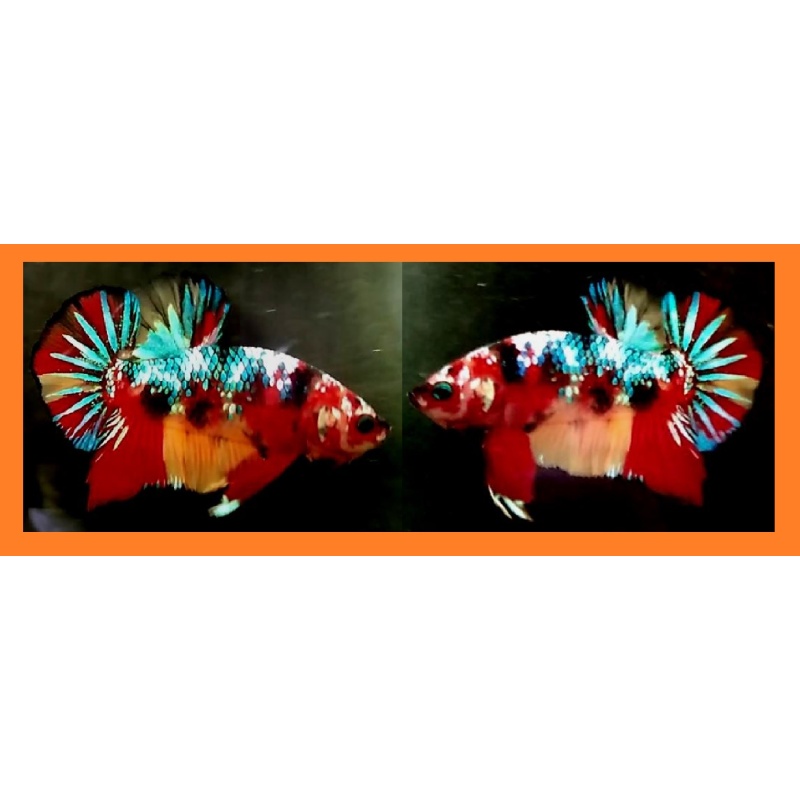 Nemo / Red Fancy Galaxy!! #1 (Shipping Cost Included in Price)