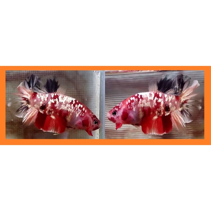 GALAXY KOI COPPER!! #1 (Shipping Cost Included in Price)