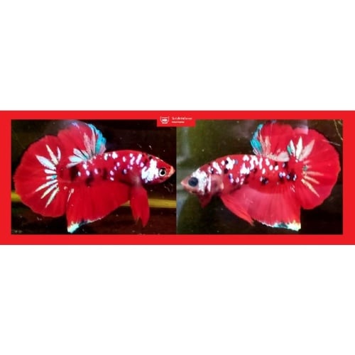 RED GALAXY!! #1 (Shipping Cost Included in Price)