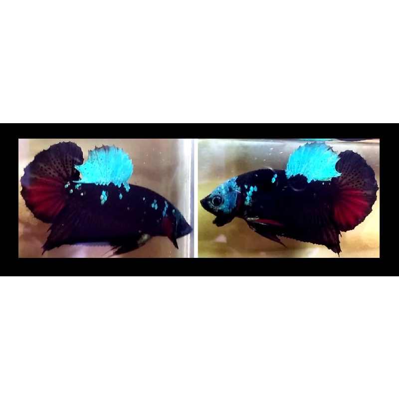 BLACK AVATAR/GORDON SERIES!! #1 (Shipping Cost Included in Price)