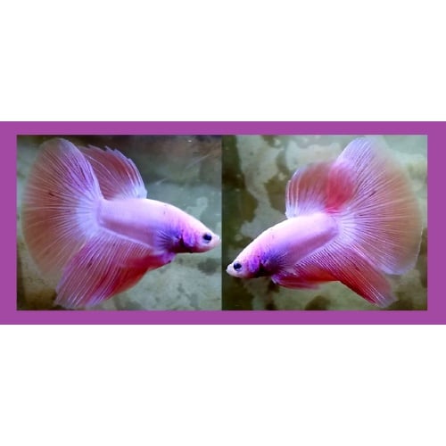 HALFMOON PINK SAKURA!! #1 (Shipping Cost Included in Price)
