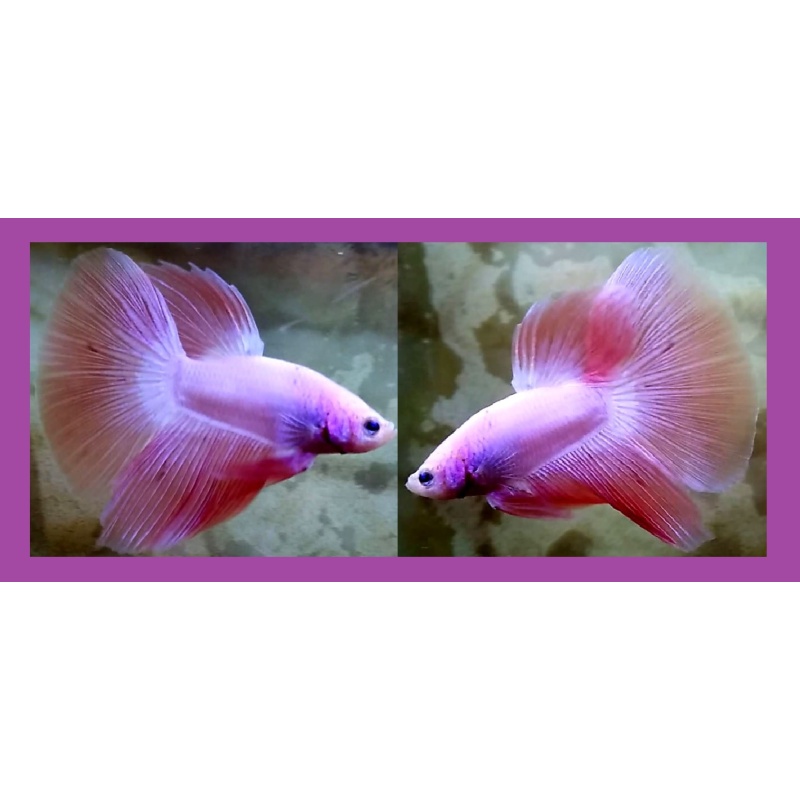 HALFMOON PINK SAKURA!! #1 (Shipping Cost Included in Price)
