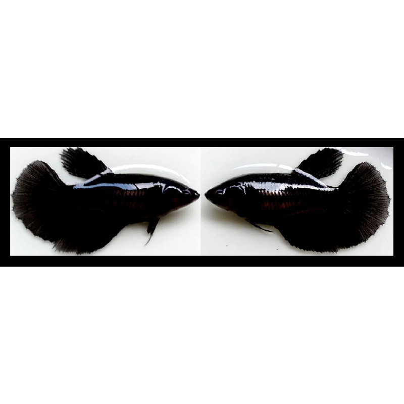 FEMALE HALFMOON SUPER BLACK!! #1 (Shipping Cost Included In Price)
