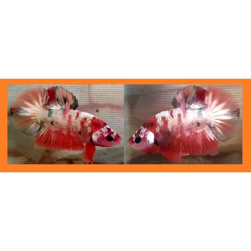 NEMO KOI COPPER!! #1 (Shipping Cost Included in Price)
