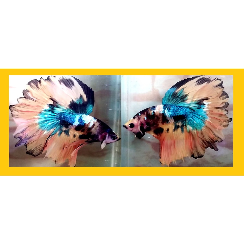HALFMOON DOUBLETAIL YELLOW FANCY!! #1 (Shipping Cost Included in Price)