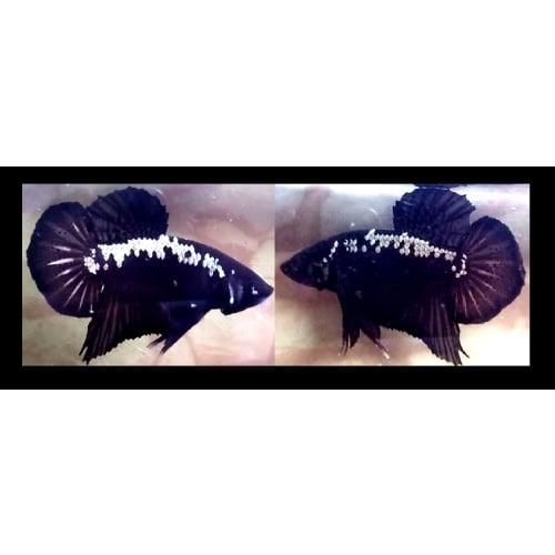 BLACK SAMURAI!! #1 (Shipping Cost Included in Price)