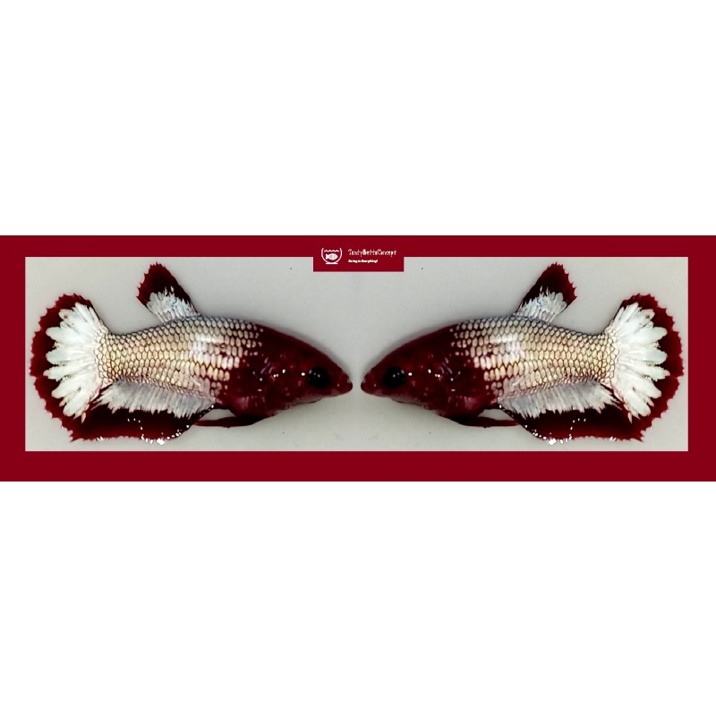 SEXY RED FANCY "FCCP" COPPER STARTAIL!! #1 (Shipping Cost Included in Price)