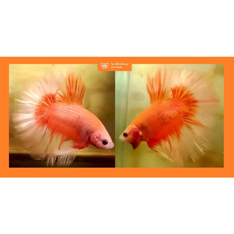 HALFMOON SOLID / FANCY ORANGE!! #1 (Shipping Cost Included in Price)