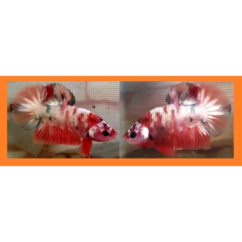 NEMO KOI COPPER!! #1 (Shipping Cost Included in Price)