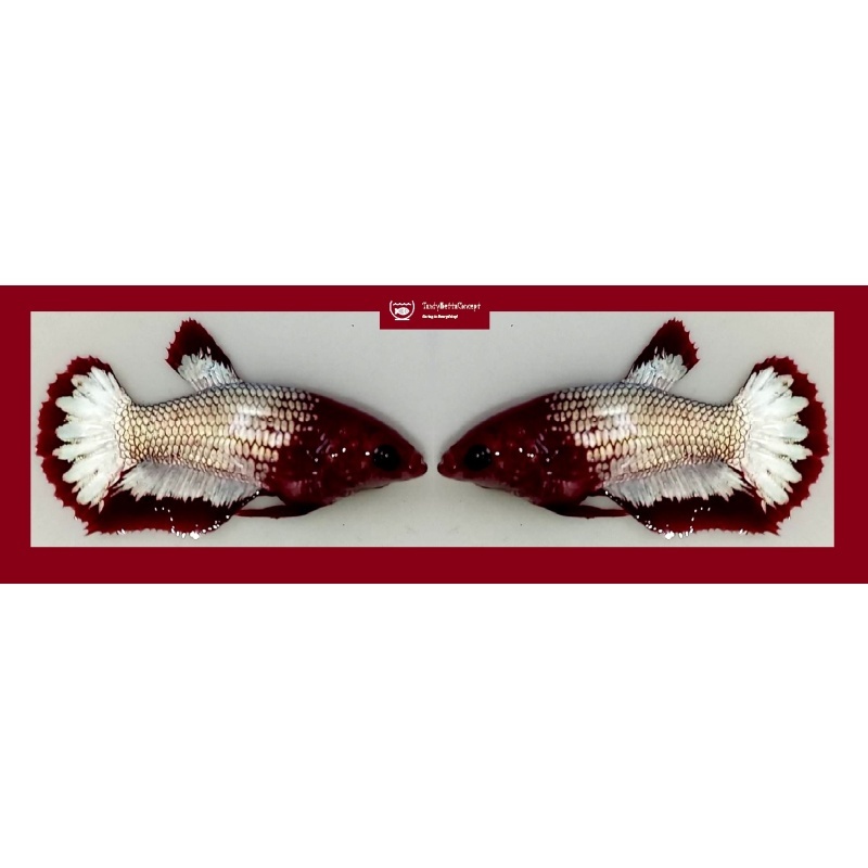 SEXY RED FANCY "FCCP" COPPER STARTAIL!! #1 (Shipping Cost Included in Price)
