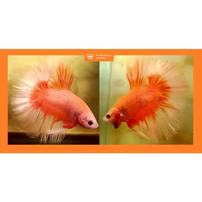 HALFMOON SOLID / FANCY ORANGE!! #1 (Shipping Cost Included in Price)