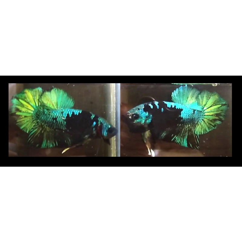 AVATAR SERIES!! #1 (Shipping Cost Included in Price)