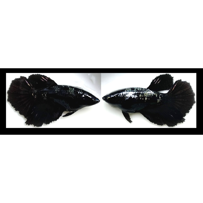 FEMALE HALFMOON AVATAR SERIES!! #3 (Shipping Cost Included on Price)