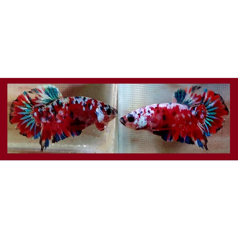 GALAXY KOI COPPER!! #1 (Shipping Cost Included in Price)