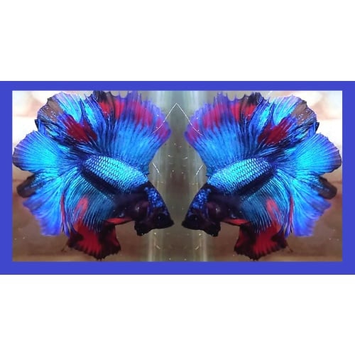 HALFMOON DOUBLETAIL BLUE FANCY!! #1 (Shipping Cost Included in Price)