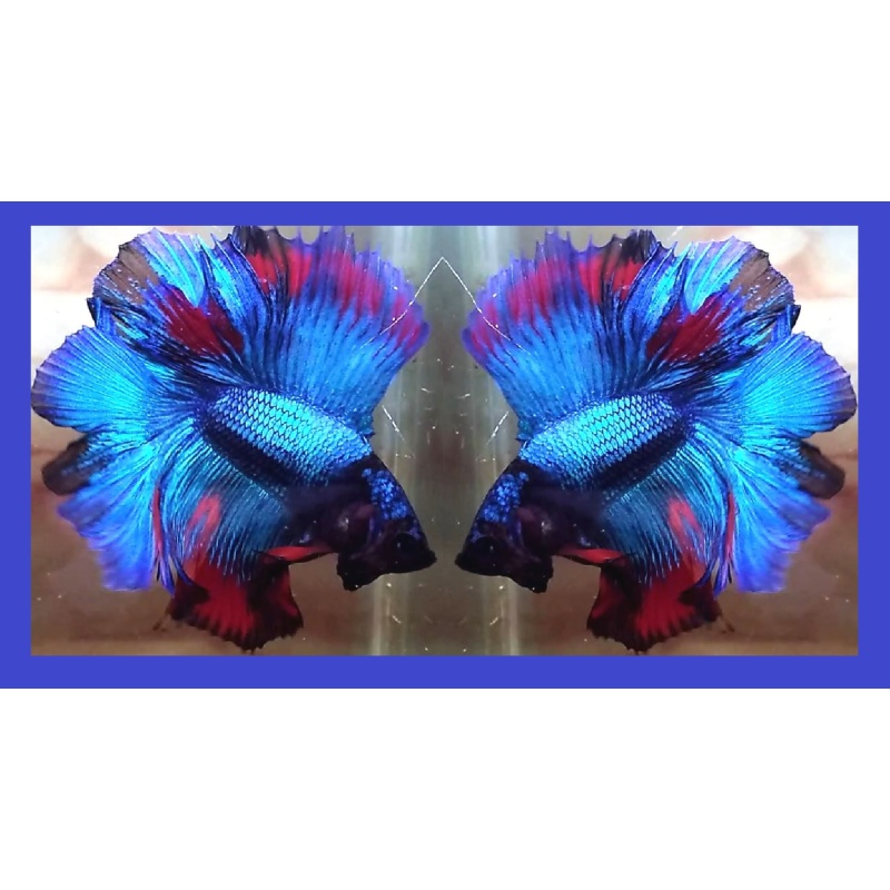 HALFMOON DOUBLETAIL BLUE FANCY!! #1 (Shipping Cost Included in Price)